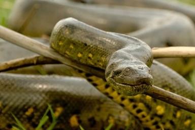 Поимка гигантской смертельно опасной змеи попала на видео