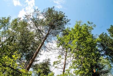 В Арбажском районе незаконно перерубили лес