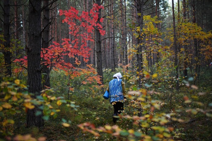 Глазков: Сезон сбора зимних опят в Подмосковье продлится до конца февраля Глазков: Сезон сбора зимних опят в Подмосковье продлится до конца февраля