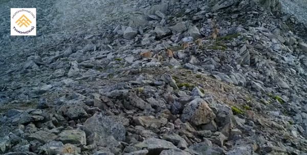 Горные козлы в Бурятии кое-чего испугались Горные козлы в Бурятии кое-чего испугались