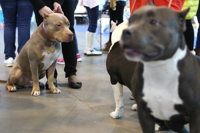 В СФ поддержали расширение списка опасных пород собак В СФ поддержали расширение списка опасных пород собак