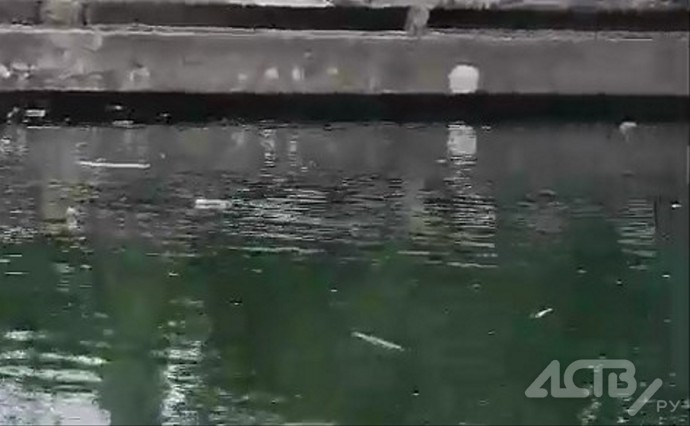 Одна погибла, трёх спасли: собаки тонули в старом водохранилище в Поронайске