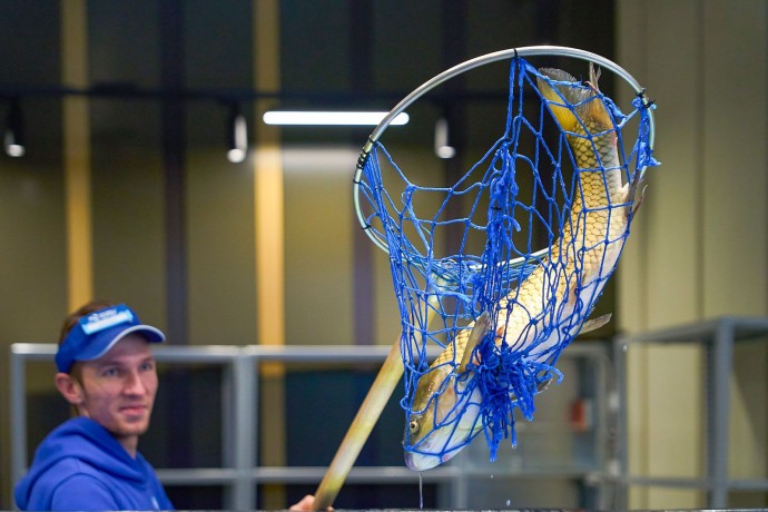 Белый амур появился в аквариумах рынка «Москва — на волне» в Митине