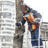 В Москве началась омолаживающая и формовочная обрезка деревьев