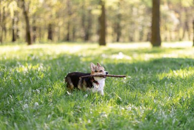 Головоломки и игры: как разнообразить будни домашнего животного