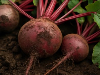 Свёкла Мулатка формирует сочную мякоть без жёсткой сердцевины