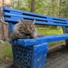 В Пермском крае у кота выявлено бешенство: введен карантин