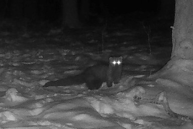 Редкое животное заметили впервые с 1800-х годов