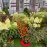 Благовещенское предприятие украсило палисадники базиликом, перцами и туями