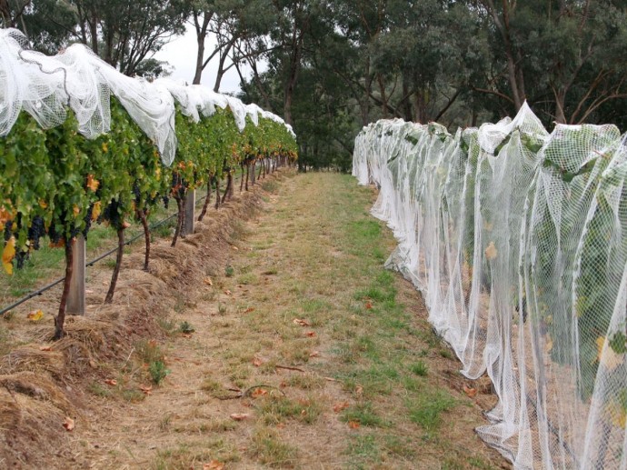 Сербия заняла первое место среди поставщиков саженцев винограда — Россельхознадзор Сербия заняла первое место среди поставщиков саженцев винограда — Россельхознадзор