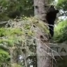 В Долинске замечен медведь, на этот раз у частного сектора