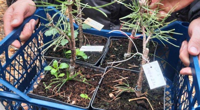 В Красненском округе высадили более 50 тысяч деревьев В Красненском округе высадили более 50 тысяч деревьев