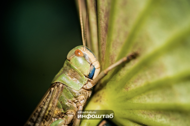 В Астраханской области подсчитали, сколько саранчи уйдёт в «зимнюю спячку»