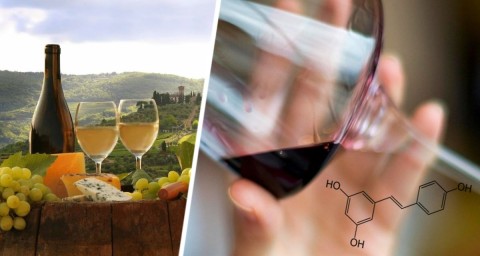 Труд как развлечение: элитные винные туры предлагают туристам неоплачиваемый опыт