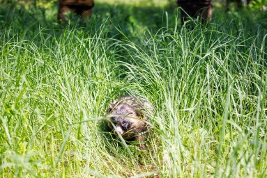 Биологи рассказали, как барсуки и енотовидные собаки готовятся к зиме