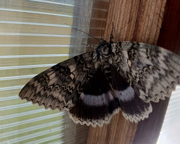 В районе Бурятии наткнулись на ночную бабочку В районе Бурятии наткнулись на ночную бабочку