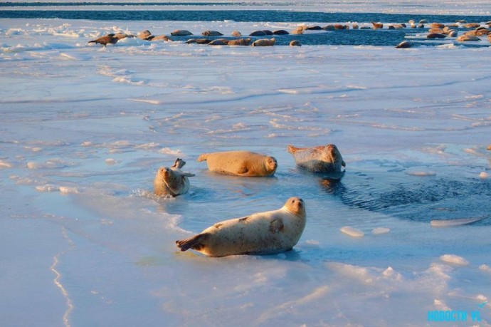 Солнечные ванны: нерпы облюбовали лёд у Токаревского маяка во Владивостоке