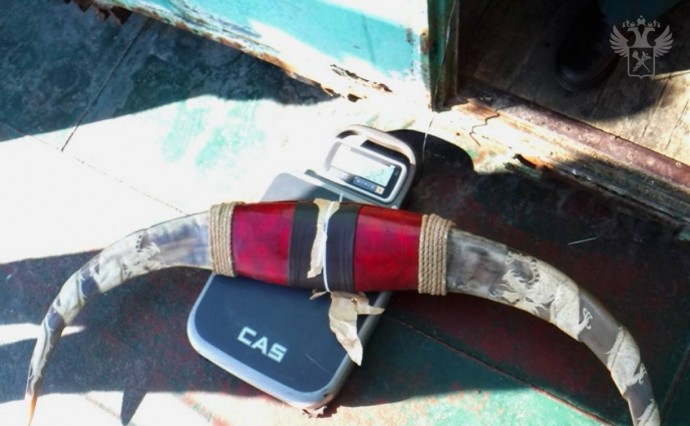 Рога буйвола обнаружили сахалинские таможенники на судне из Японии