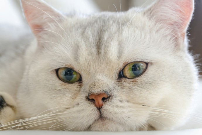 В Москве спасли упавшую с 29-го этажа беременную кошку и ее котят