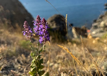 В Амурской области будет жаркая пятница — до +33°