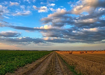 В Приамурье незаконно продали сельхозучасток в 22 гектара