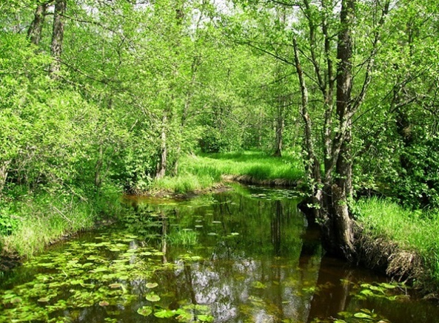 В Мордовии ученые обнаружили более 150 новых видов мух Phoridae