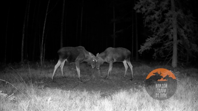 В Ленобласти безрогий лось вступил в схватку с вооруженным соперником
