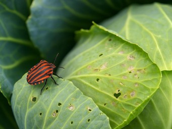 Красный, как пожар, и голодный, как саранча: один клоп способен испортить весь урожай