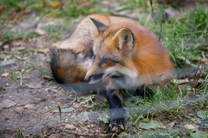 Чем опасны лисы в городе