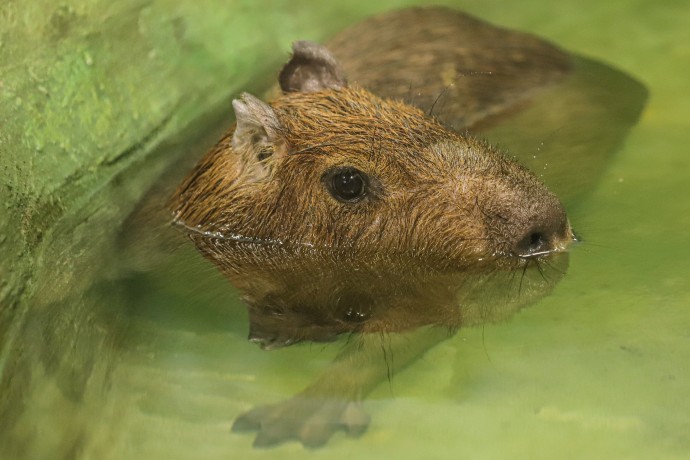 В Московском зоопарке теплолюбивых животных перевели в подогреваемые вольеры В Московском зоопарке теплолюбивых животных перевели в подогреваемые вольеры