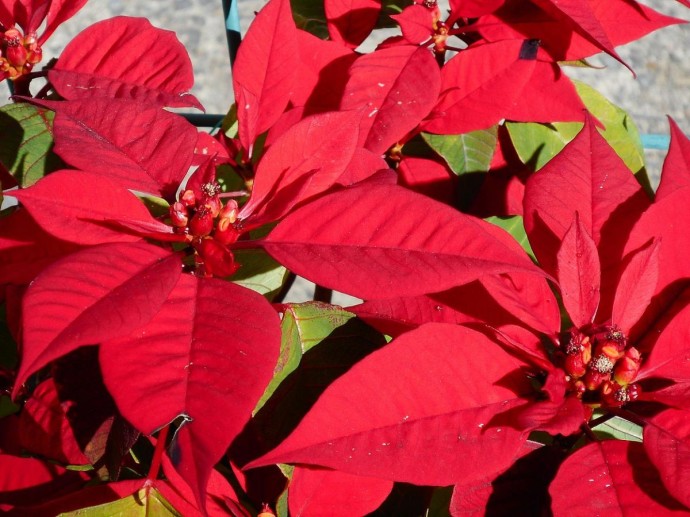 Перлит улучшает дренаж почвы для рождественской звезды — Actualno Перлит улучшает дренаж почвы для рождественской звезды — Actualno