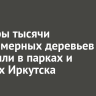 Полторы тысячи крупномерных деревьев высадили в парках и скверах Иркутска