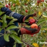 В Яковлевском округе планируют собрать рекордный урожай яблок