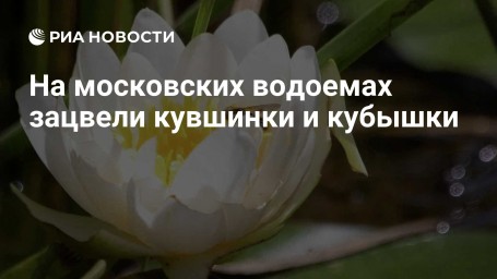 На московских водоемах зацвели кувшинки и кубышки