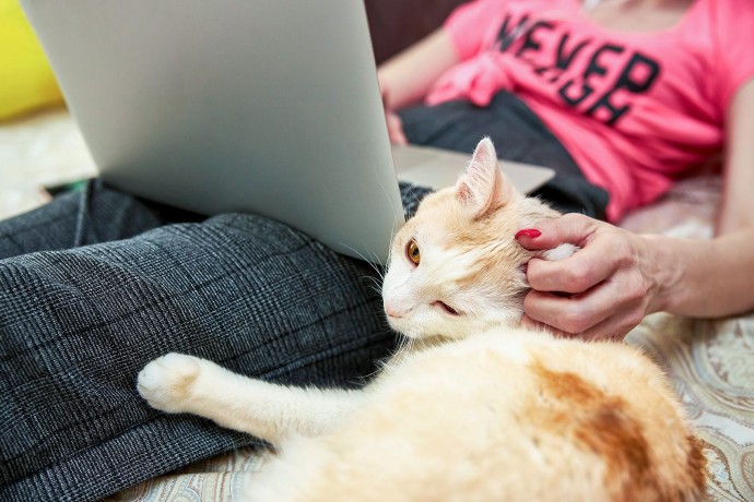 Выбрать любимца из приюта поможет новый сервис «Моспитомец» на mos.ru