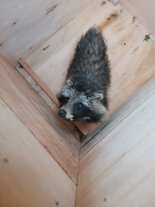 В Кирове поймали енотовидную собаку В Кирове поймали енотовидную собаку