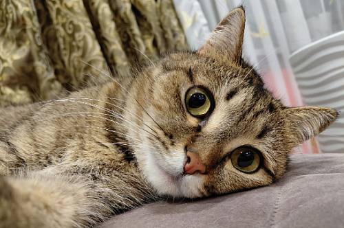 Девам не стоит играть против правил, Овны бесплатно повеселятся