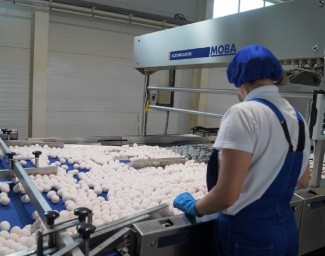 Более 1,7 млрд штук яиц домашней птицы произведено в Ярославской области за девять месяцев