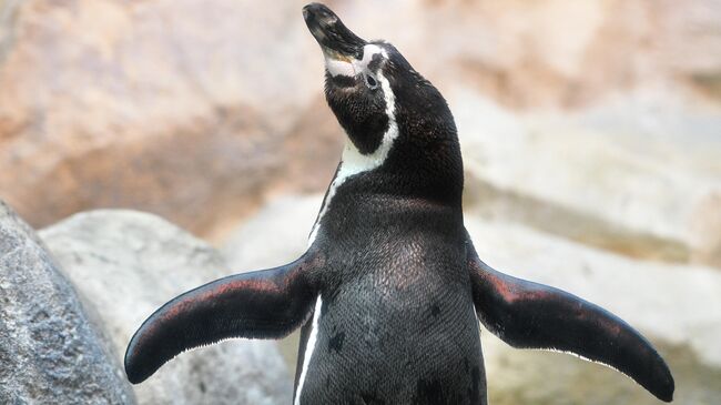 Пингвин Гумбольдта оградил птенца от фотосессии в Приморском океанариуме Пингвин Гумбольдта оградил птенца от фотосессии в Приморском океанариуме