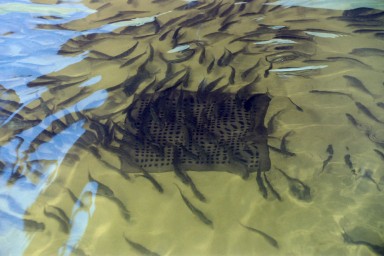 В договорах на рыболовные участки уточнят вопросы искусственного разведения рыбы