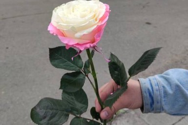 В Приамурье подорожали лекарства и цветы