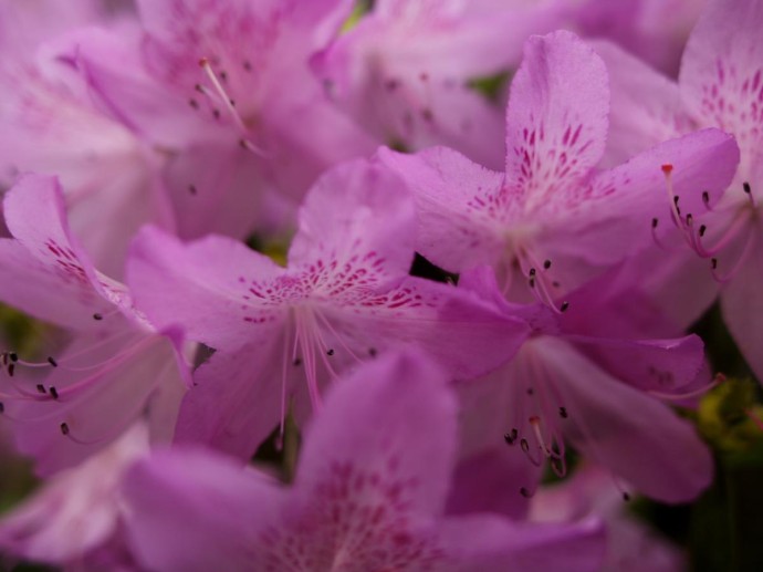 Зелёный оазис против зимней тоски: растения возвращают краски, даже когда за окном метель Зелёный оазис против зимней тоски: растения возвращают краски, даже когда за окном метель