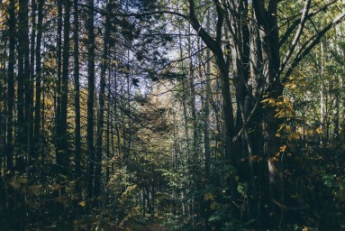 Возбуждено уголовное дело за незаконную вырубку леса в охраняемой зоне в Очерском районе