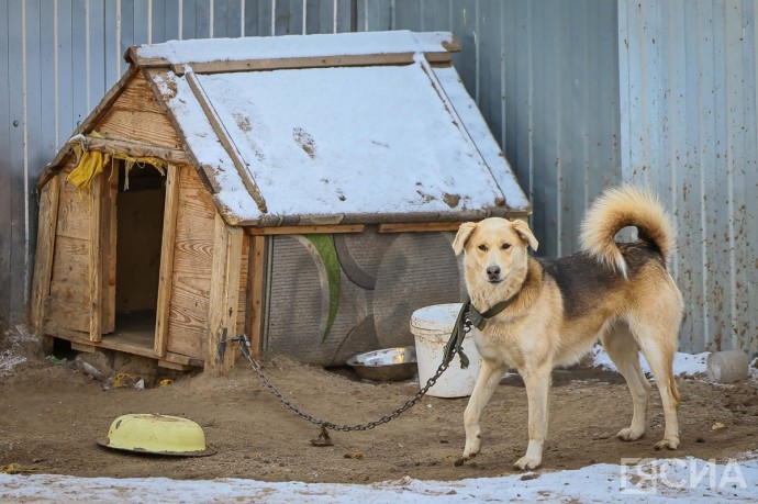 Более четырех тысяч бродячих собак отловлено в Якутии в 2025 году Более четырех тысяч бродячих собак отловлено в Якутии в 2025 году