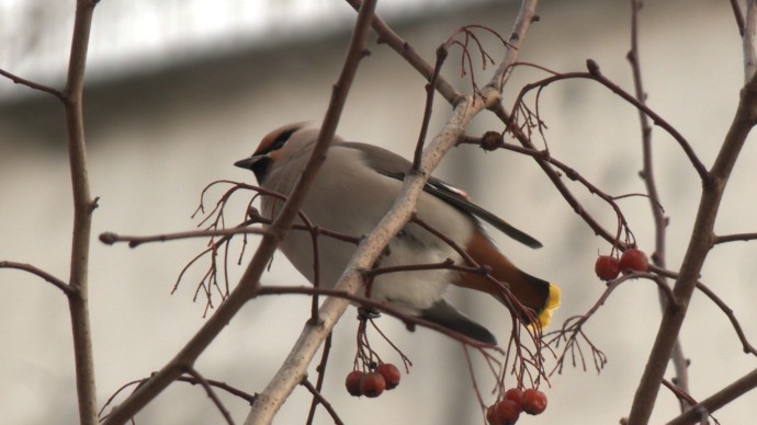 Орнитологи рассказали, чем можно и нельзя подкармливать птиц в морозы