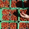 Поаккуратнее с клубникой! Она может стать причиной серьезных проблем