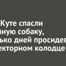 В Усть-Куте спасли бездомную собаку, несколько дней просидевшую в коллекторном колодце