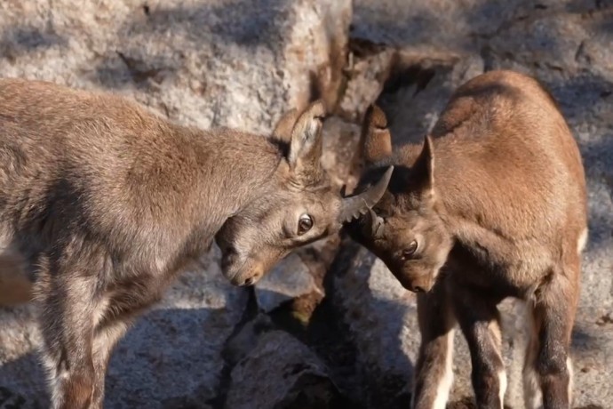 Московский зоопарк показал видео с дагестанскими турами Московский зоопарк показал видео с дагестанскими турами