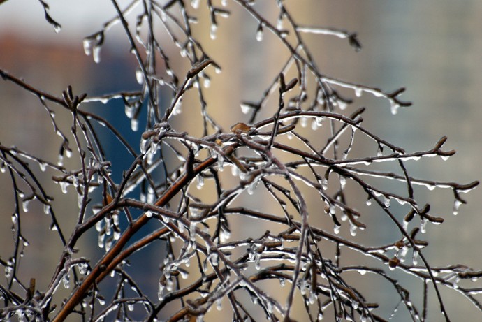 Шувалов предупредил о возможном ледяном дожде на следующей неделе Шувалов предупредил о возможном ледяном дожде на следующей неделе