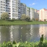 Очевидцы сообщили о массовой гибели рыбы в реке Новой